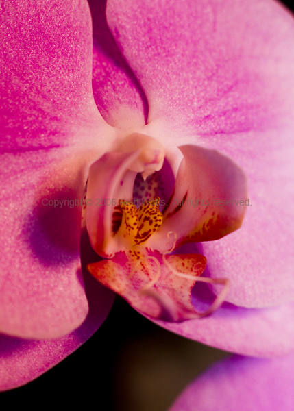Phalaenopsis Detail