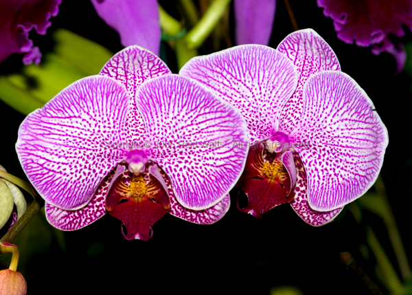 Elegant Phalaenopsis