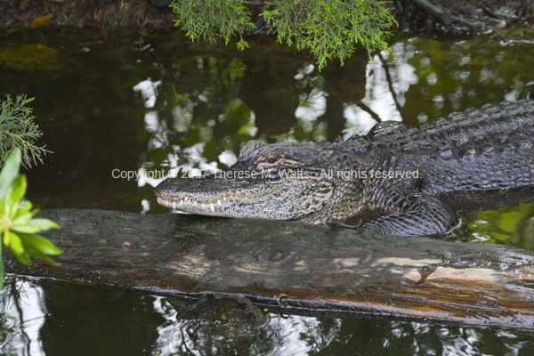 Lazing In The Shade - American Alligator