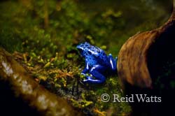 Blue Poison Frog