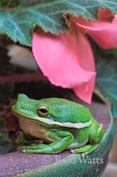 Green Treefrog