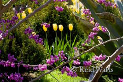 Gold Finch In The Tulip Garden