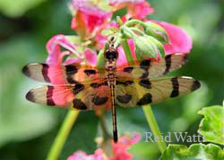 Critters in the Garden - Dragonflies, Bumblebees...