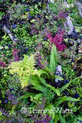 Ferns in Forest Bouquet, Ketchikan, AK