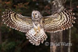 Full Flaps - Barred Owl