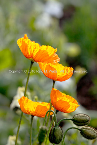 Reaching For The Sun - Poppies