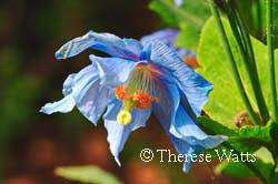 Himalayan Blue - Blue Poppy
