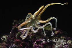 Features creatures of the sea including sea dragons, sea horse, octopus, sea turtle, dolphin, jellyfish, blue whale spout, humpback whale tail, sharks.  Come learn about the pictured creature!