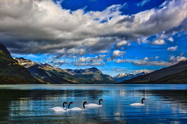 Patagonia - Black Necked Swans