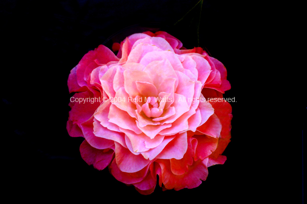 Pretty In Pink - Camelia