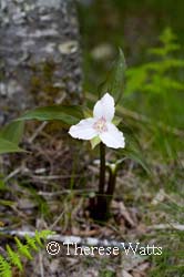 White Trillium on forest floor