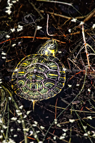 Slip Sliding Away - Turtle