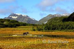 Alpine Meadow - Scenic Vista with Moose