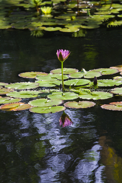 Lone Waterlily
