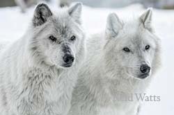 White On White - Grey Wolves
